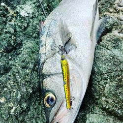 ヒラスズキ釣行