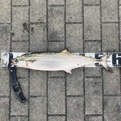 湾奥リベンジャーズ。青牙59cm。。