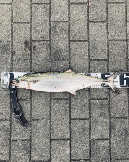 湾奥リベンジャーズ。青牙59cm。。