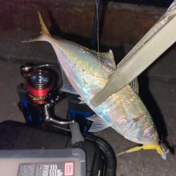 今年最後のアジング