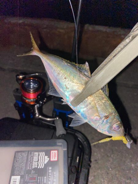 今年最後のアジング