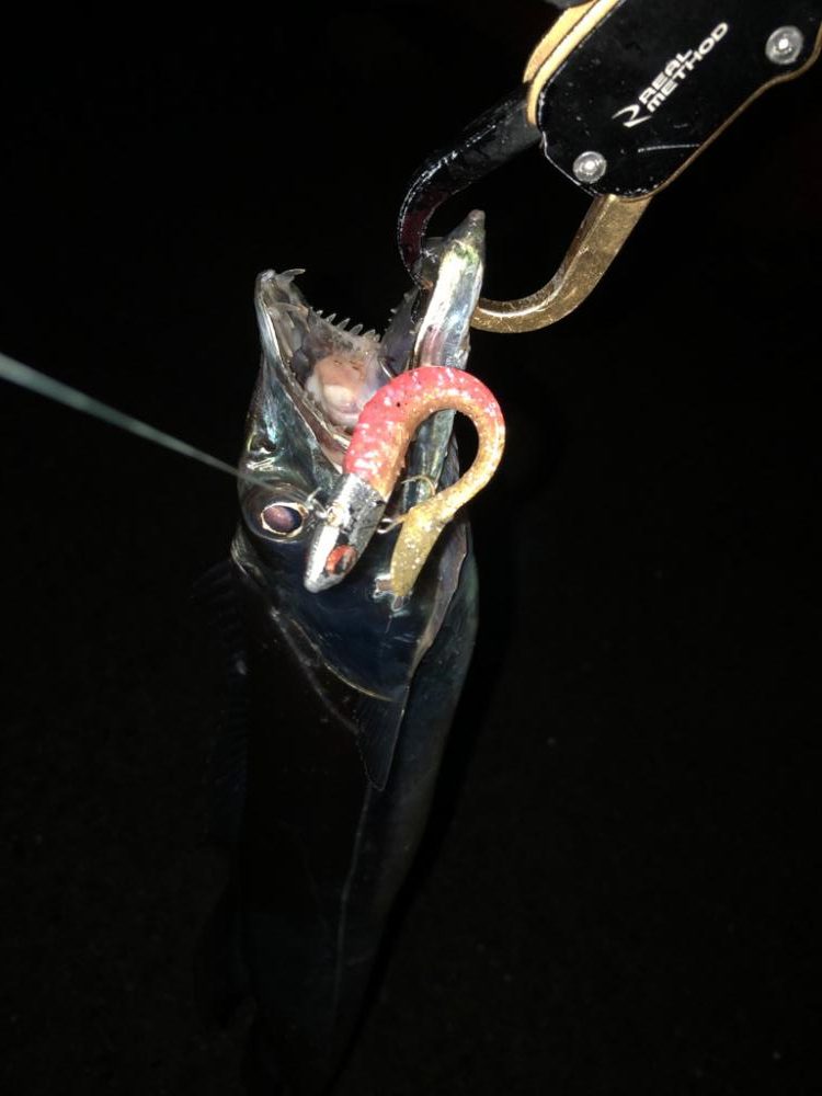 ショアから太刀魚