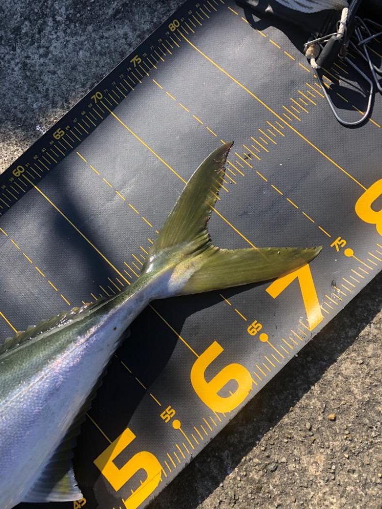 今日はノマセ釣りで