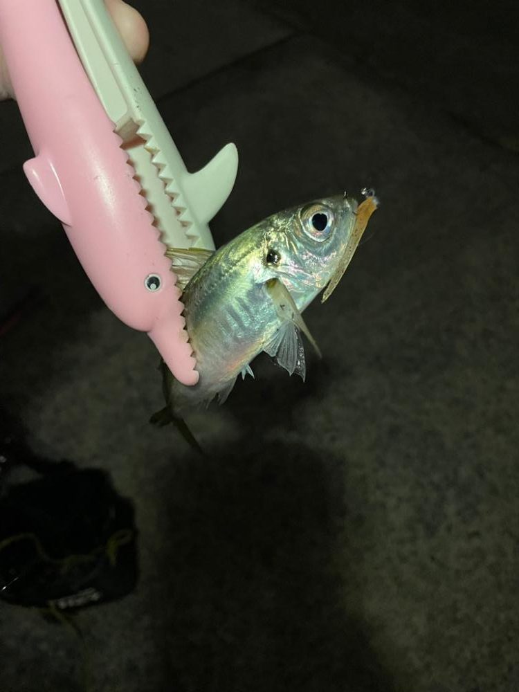 敦賀半島でアジ爆釣