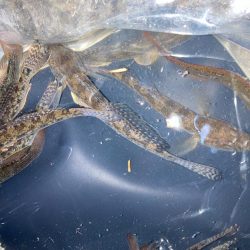 熱海釣れず！でハゼ釣りへ。。。