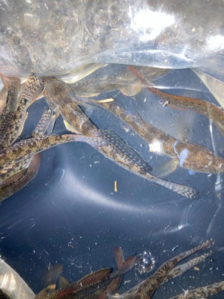 熱海釣れず！でハゼ釣りへ。。。