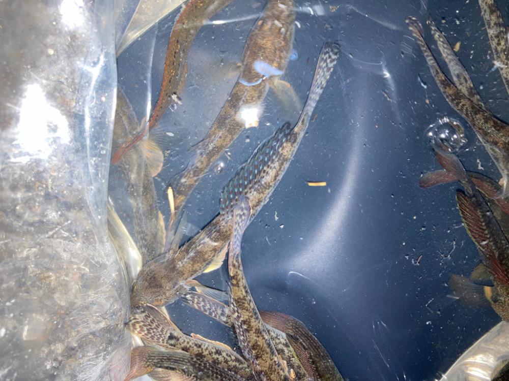 熱海釣れず！でハゼ釣りへ。。。