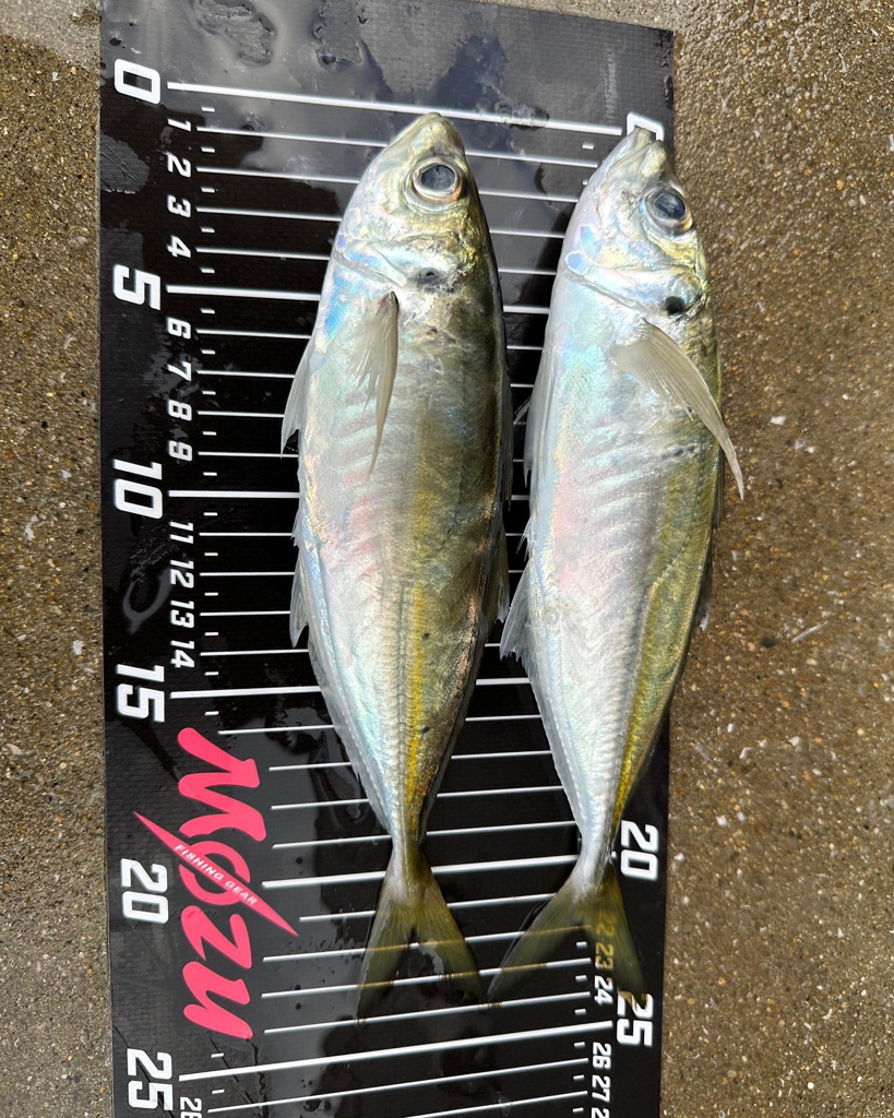 朝マズメチャレンジ