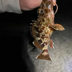 ライトゲームでアナゴ