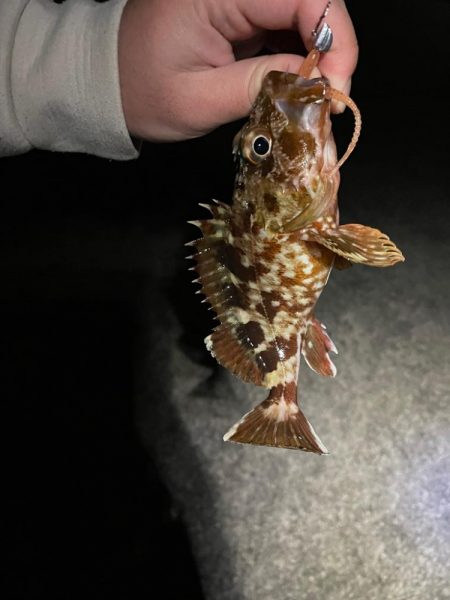 ライトゲームでアナゴ