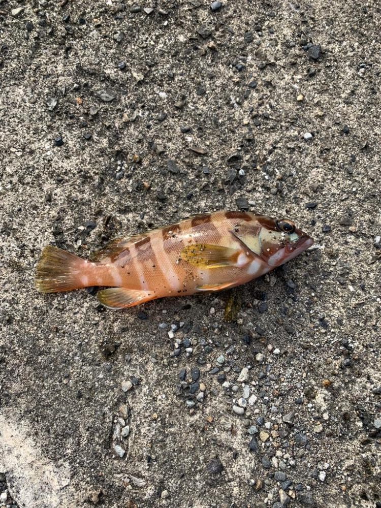 やっぱり魚影が濃い