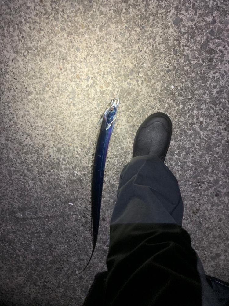 久しぶりの太刀魚