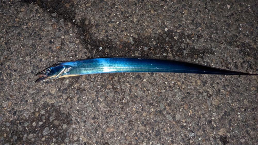 アジングでコイツ