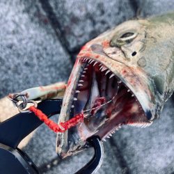 昨日からバラし病。。何とか青牙56cm。