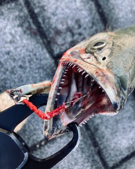 昨日からバラし病。。何とか青牙56cm。