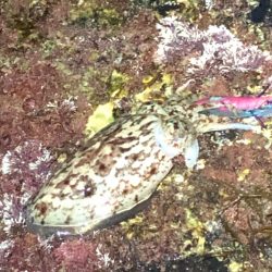 最後のエギングかな