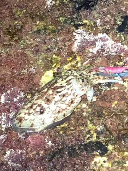 最後のエギングかな