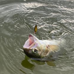 本年のあがり鱒