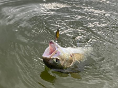 本年のあがり鱒