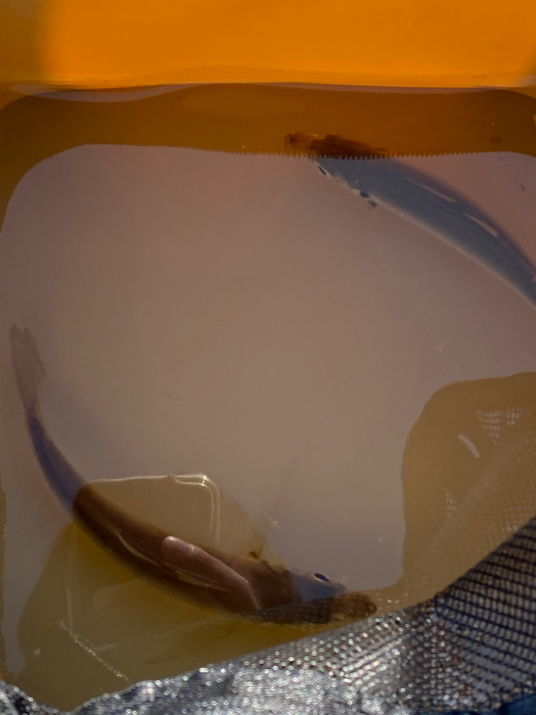 鰤族釣りのはずが