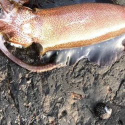 寒いのはムリ、、、(   ¯꒳¯ )