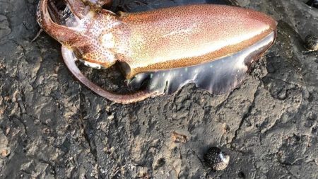 寒いのはムリ、、、(   ¯꒳¯ )