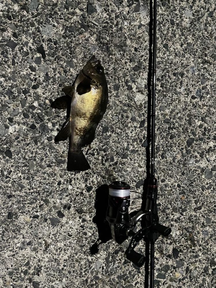 アジングで黒鯛