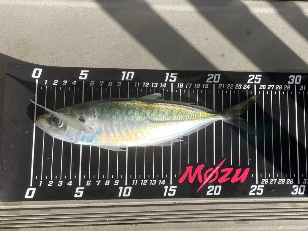 サンタが来たよ✨