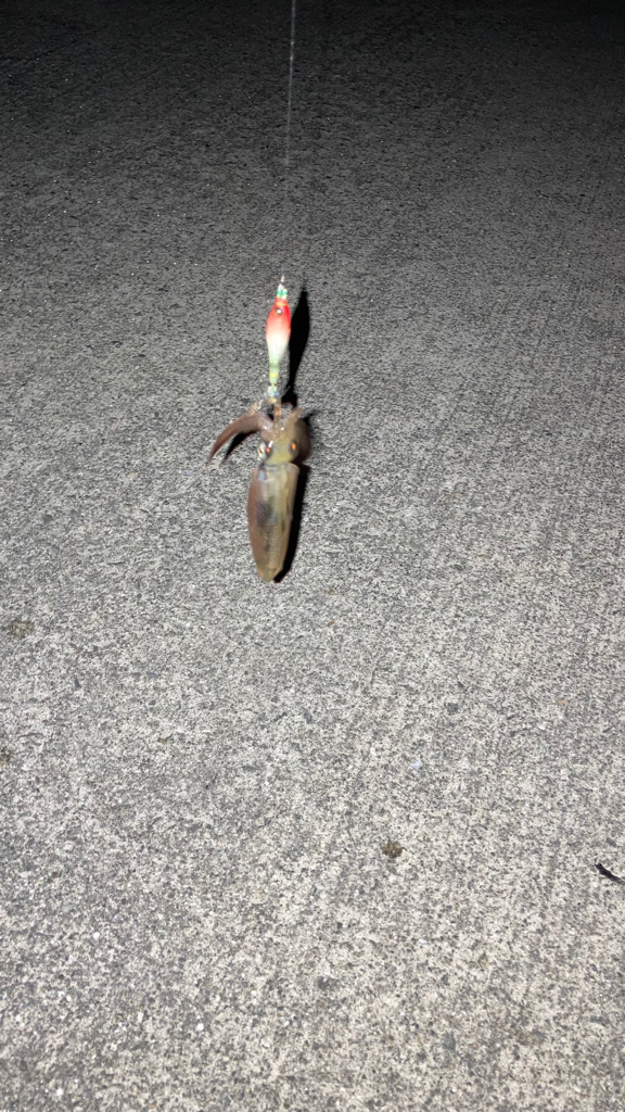 ヒイカはどこへ⁇(*´꒳`*)