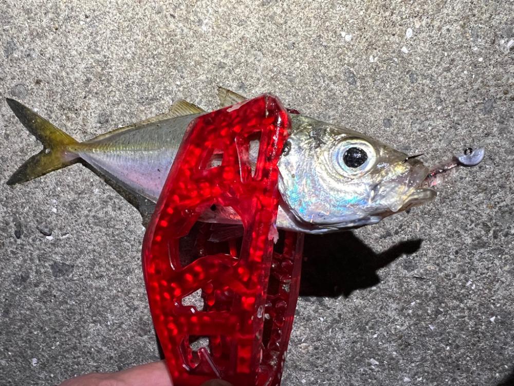 鯵を探して三千里Vel.15