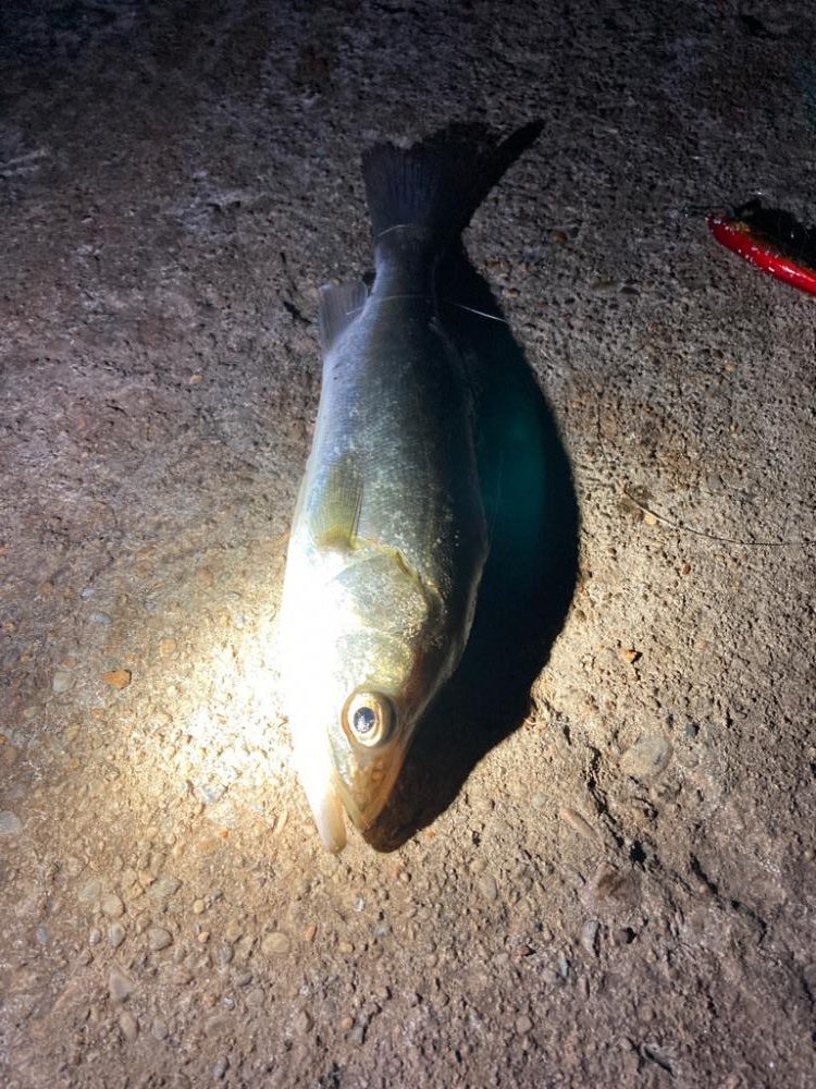 ゴメン！岸壁に衝突