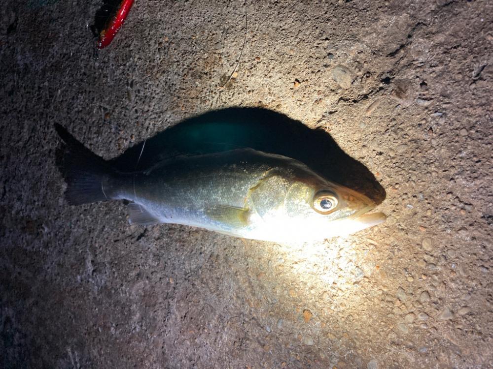 ゴメン！岸壁に衝突