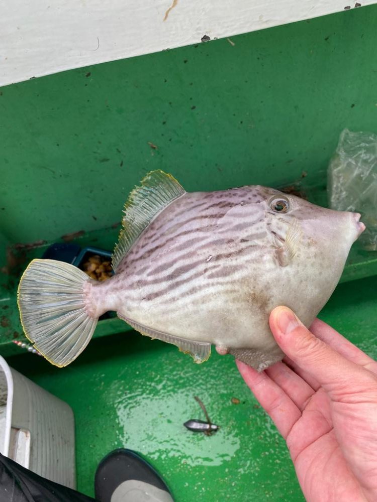 カワハギ難しい！