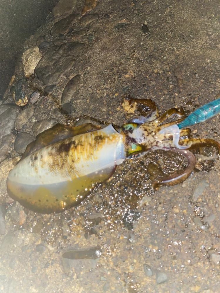 この時期は、このエギかな⁉︎　そうでも無いが・・・