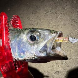 鯵を探して三千里Vel.12