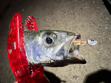 鯵を探して三千里Vel.12