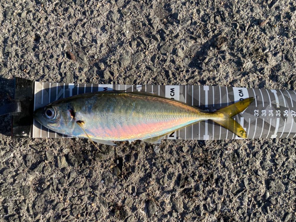 アから始まりジで終わる