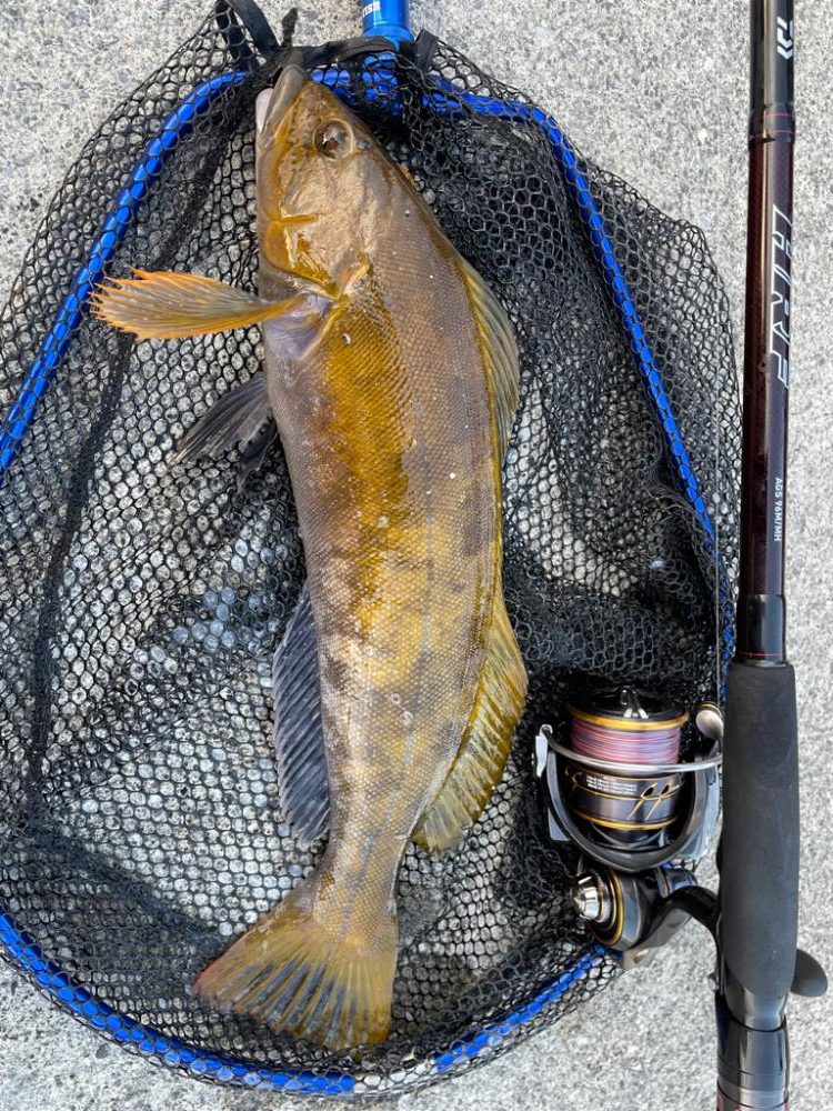 年末ロックフィッシュ！