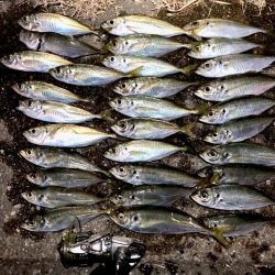 メバリングからのアジング