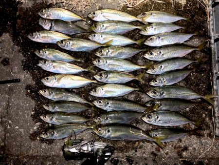 メバリングからのアジング