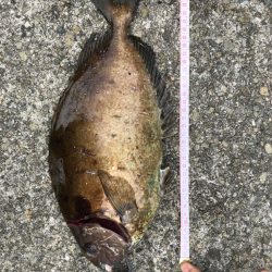 鯛を求めて再び