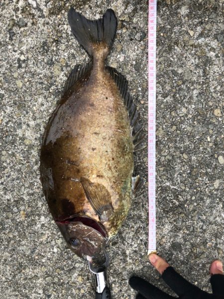 鯛を求めて再び