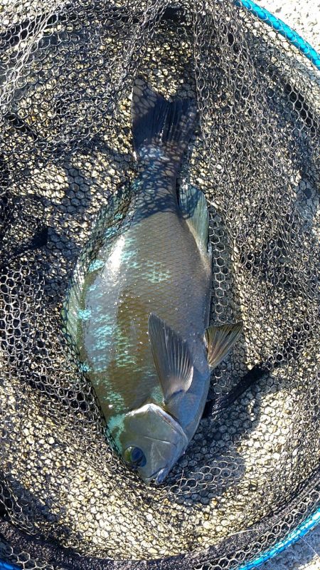 まだまだ秋グレ