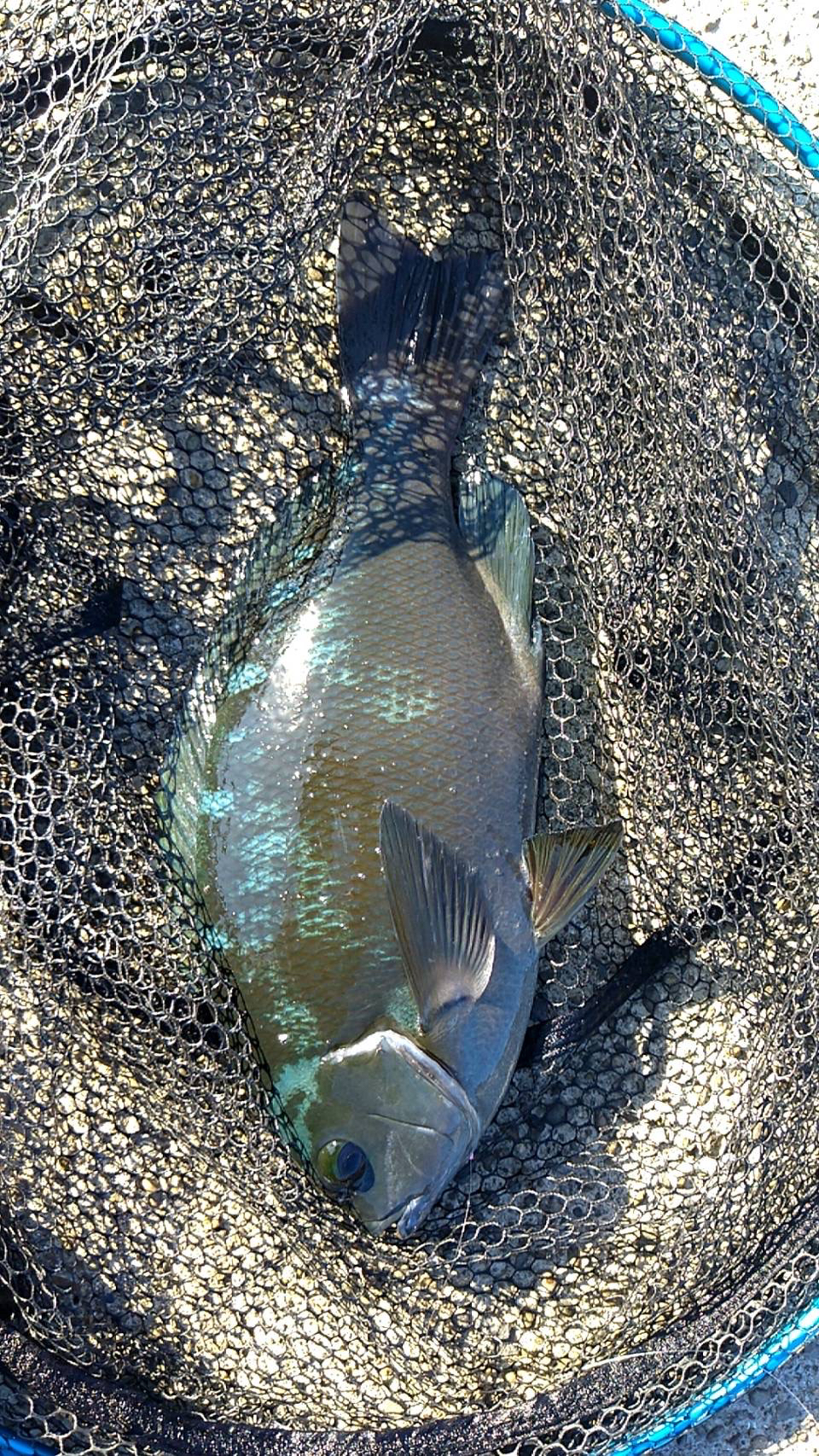 まだまだ秋グレ