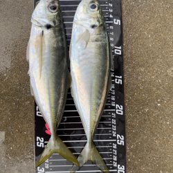 ２日連続尺アジ
