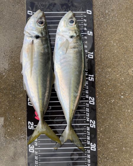 ２日連続尺アジ