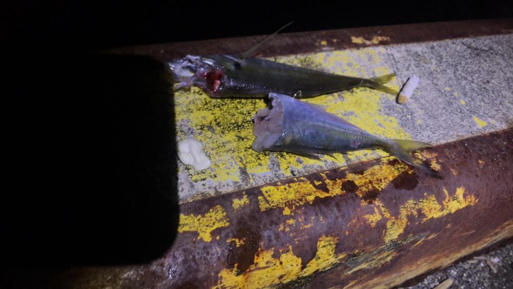 アオリを今日こそは。