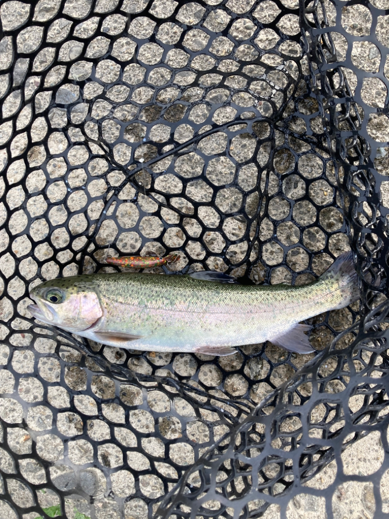 1年ぶりの北方マス釣り場