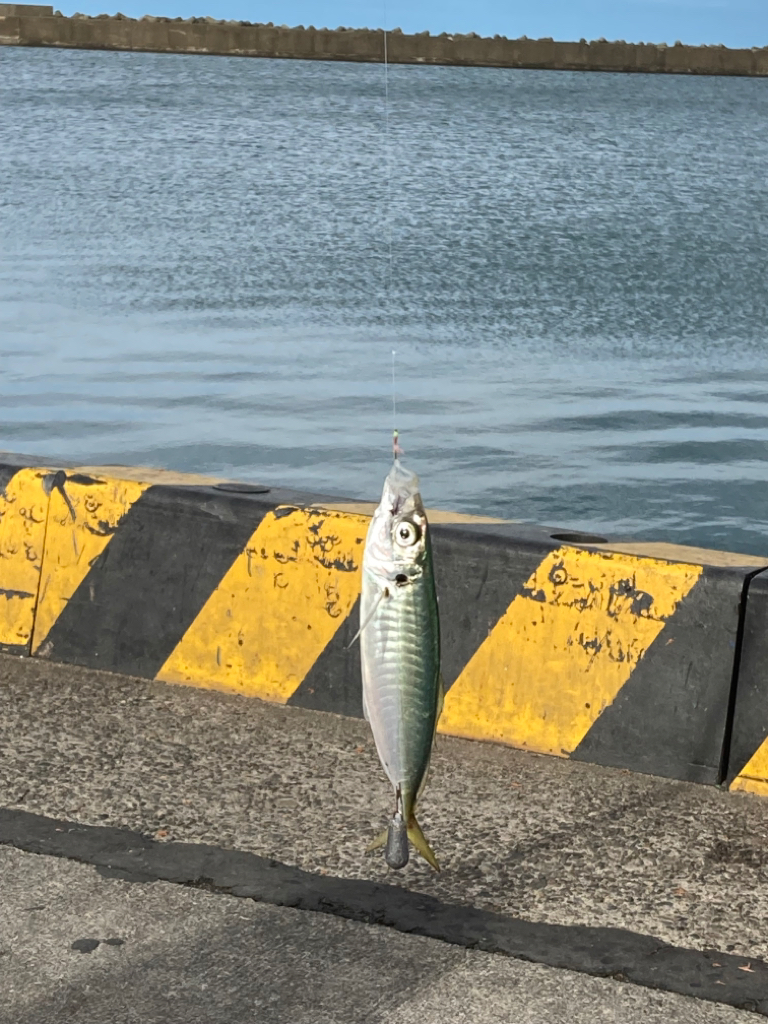 シーズン締めはサビキ釣り