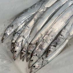 須磨沖タチウオ釣り